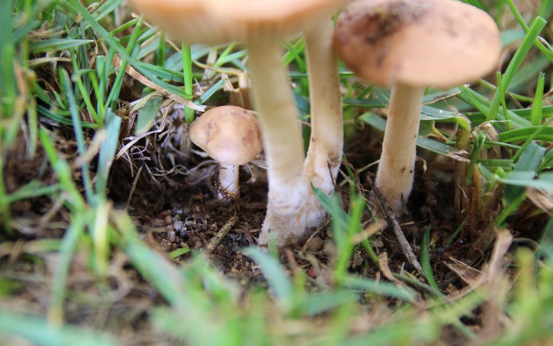 Mushroom in lawn