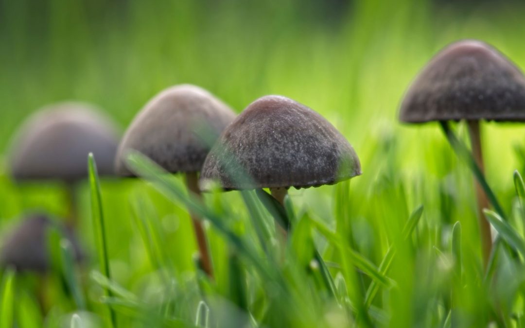 Fairy ring