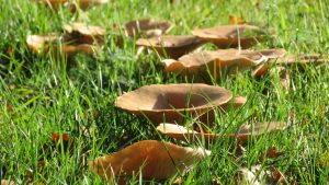 Fairy Ring