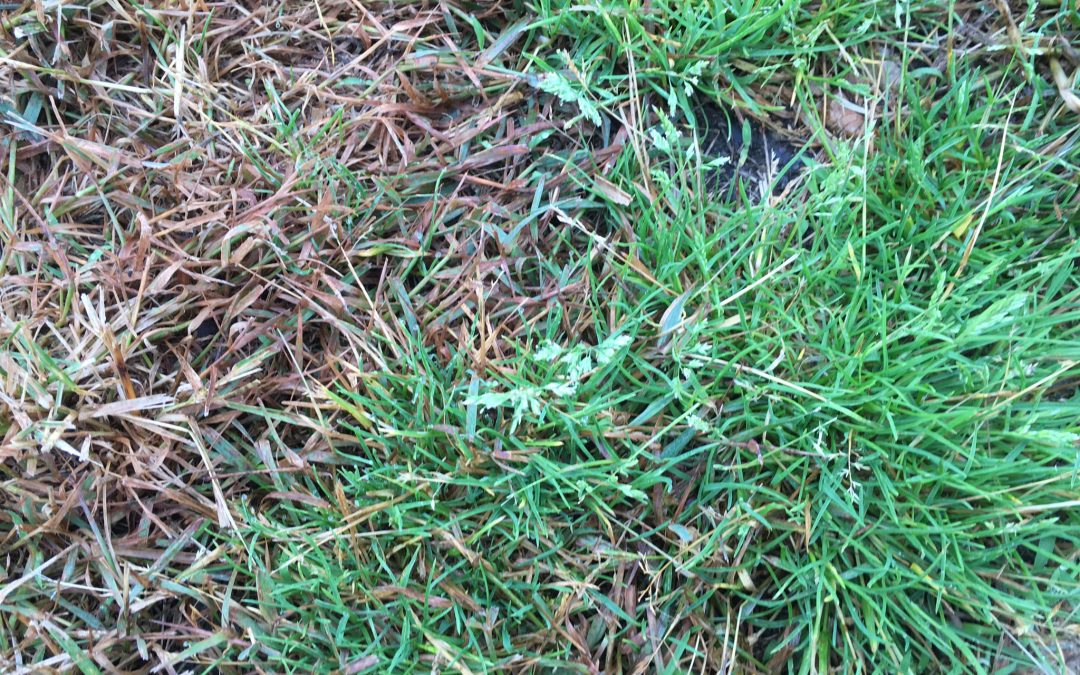 Annual Bluegrass (Poa annua) in Minnesota and Wisconsin Lawns