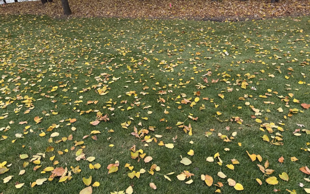 Leaves on Lawn