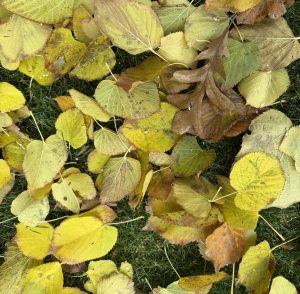 Thick Layer of Leaves
