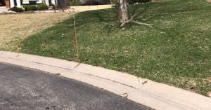 Spring Green Up