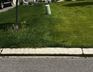 Spring Green up