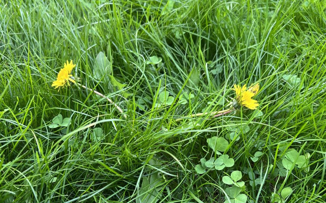Common Lawn Weeds in Minnesota (and How to Get Rid of Them)