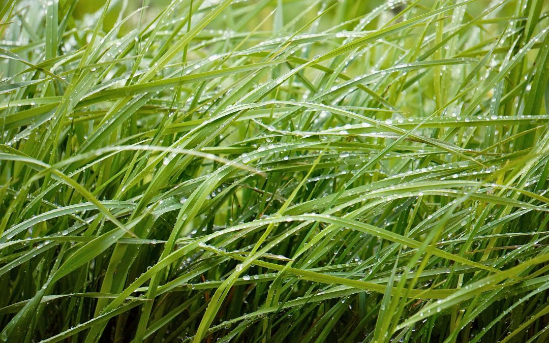 Grass too long