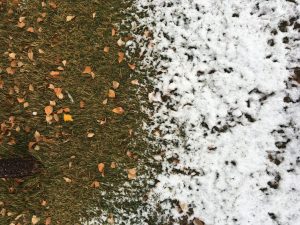 Leaves and snow